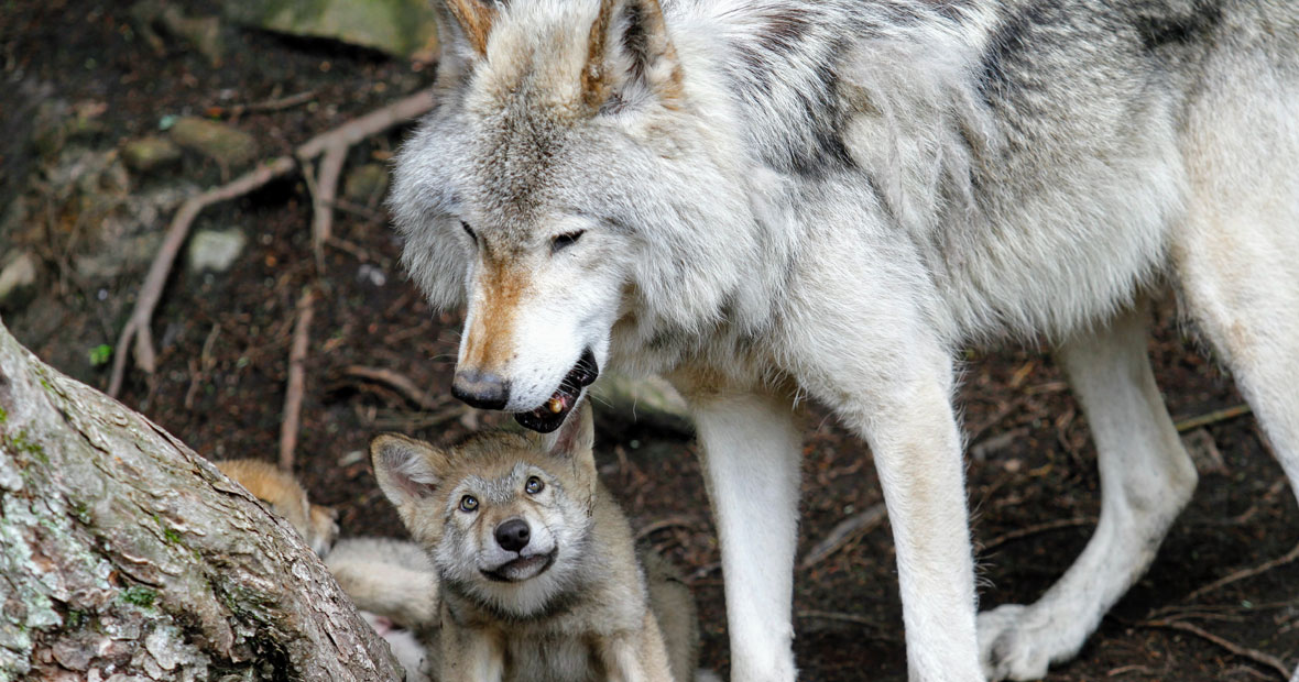 loup en France